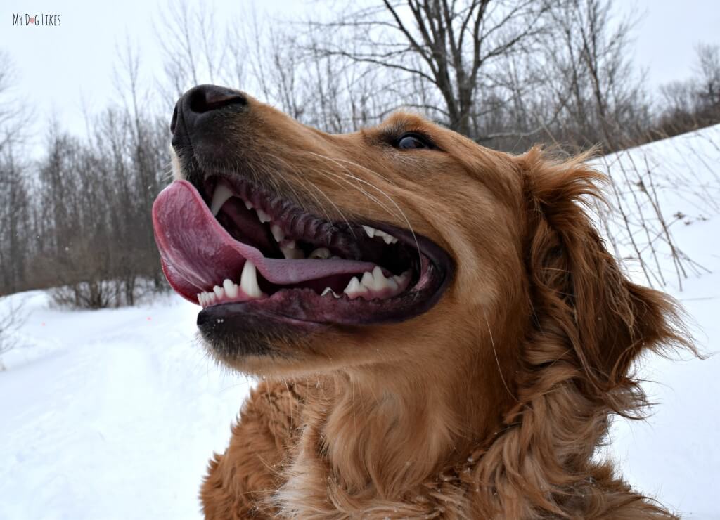 Charlie catching snowflakes on our hike at Black Creek Park