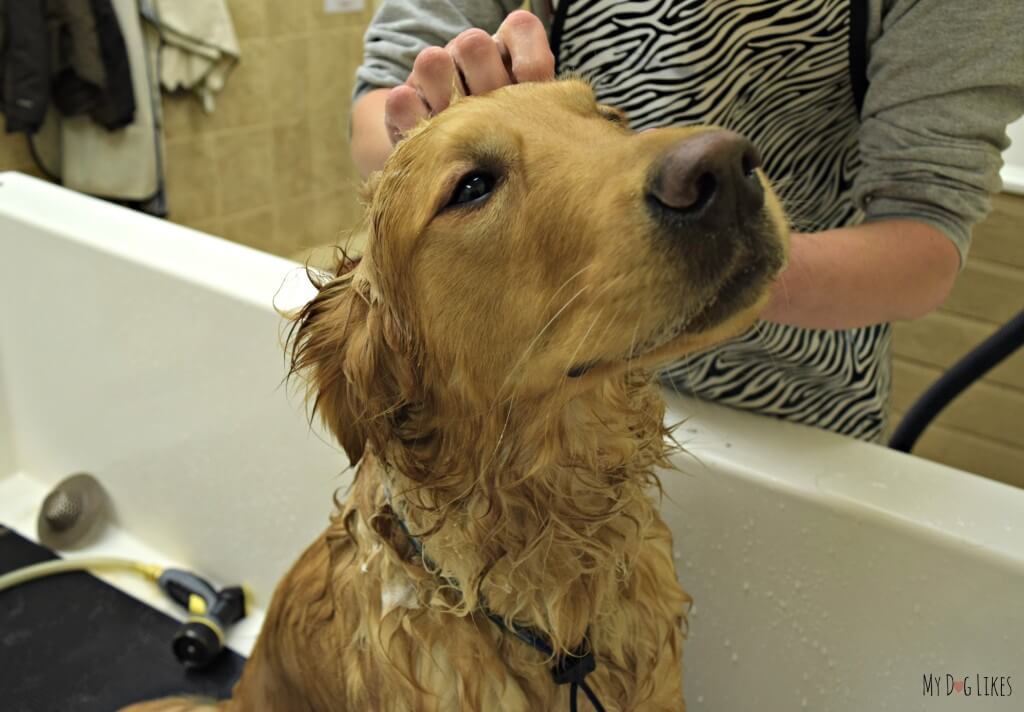 Bathing Charlie with Organic Oscar's all natural, organic dog shampoo