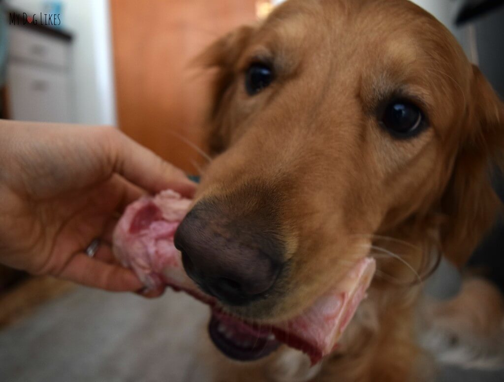 Charlie loves raw dog bones from Primal Pet Foods! Here he is about to enjoy a raw beef marrow bone.
