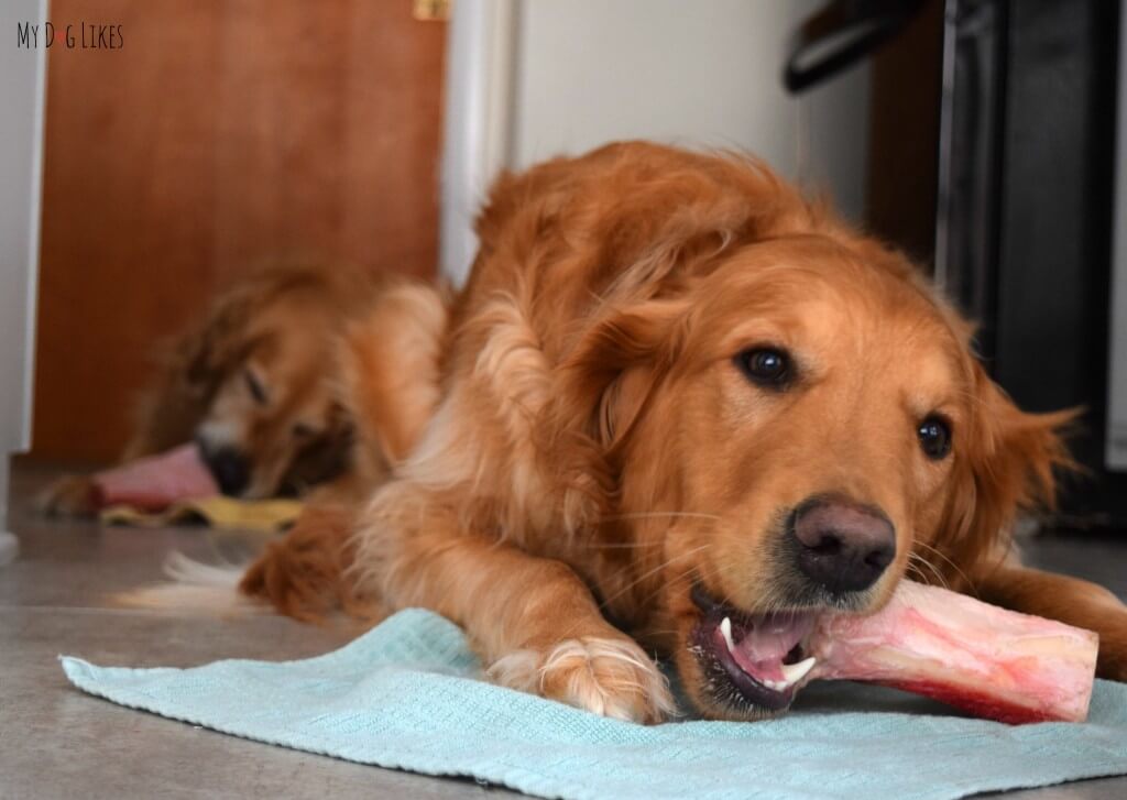 Learn more about bones that are safe for dogs and why you should always supervise their chewing.