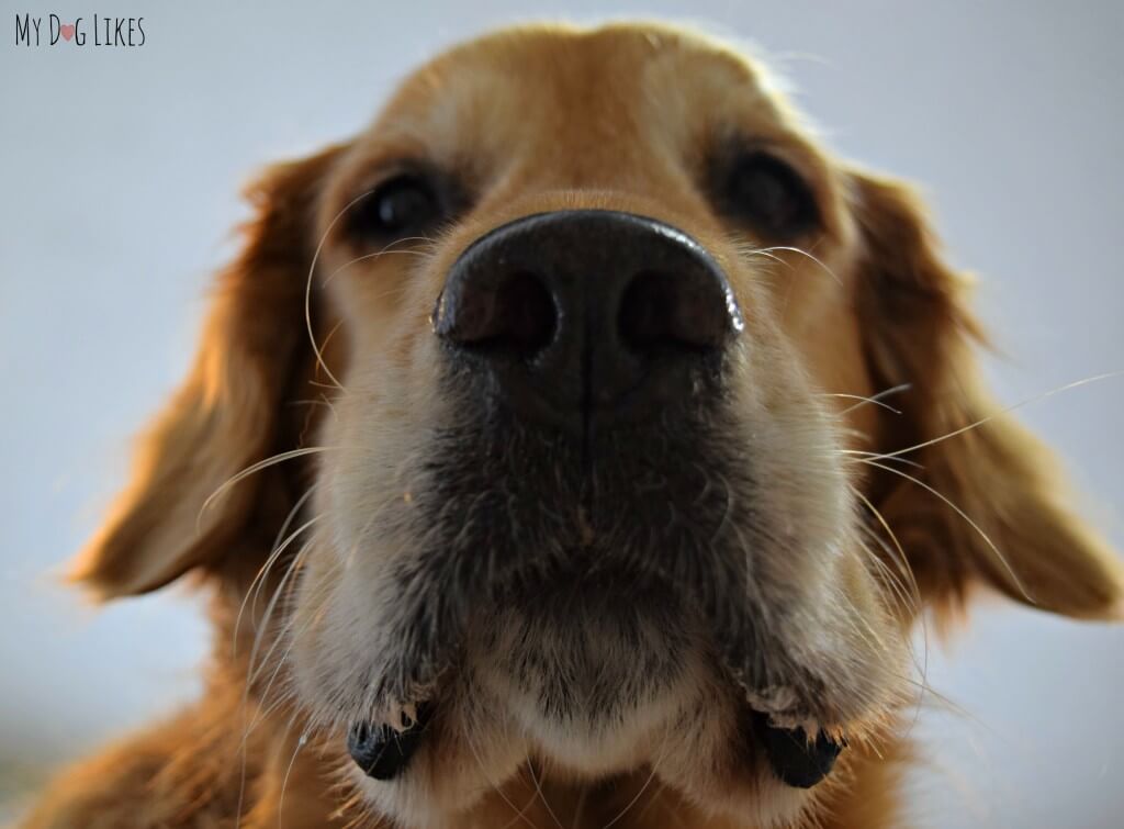 A close up shot of our adult golden retriever Harley