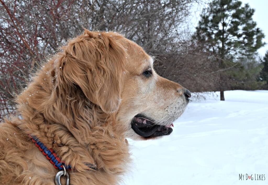 Black Creek Park in Rochester, NY is a great year round spot for Hiking with Dogs