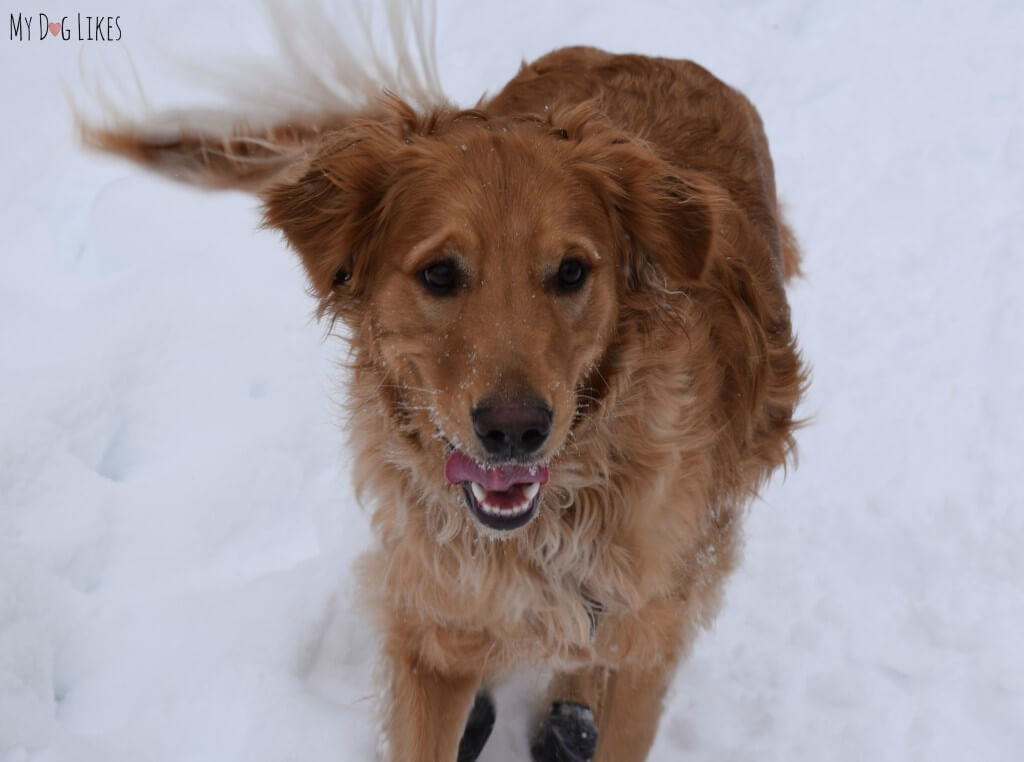 Charlie, our Golden Retriever dog running at Black Creek Park