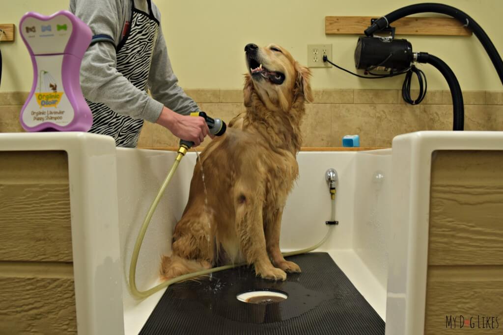 Harley in the spacious dog bath tub at PetSaver Superstore in Rochester, NY. Today we are washing with Organic Oscar dog shampoo.