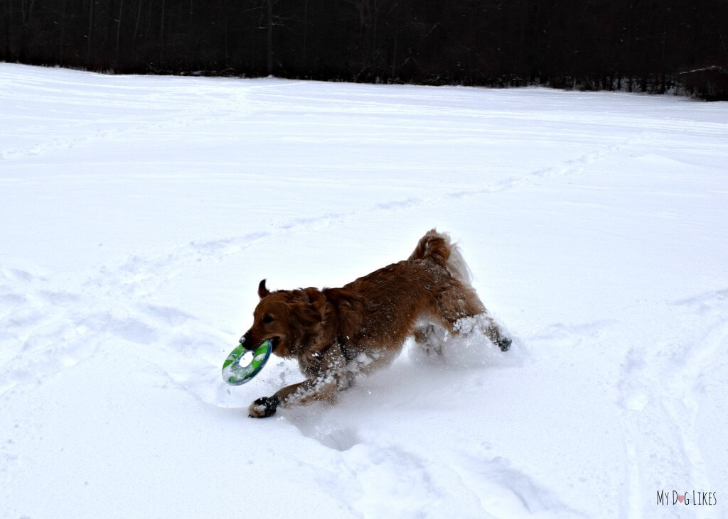 Charlie playing with his Chuckit! dog frisbee on a snowy hike at Black Creek Park!