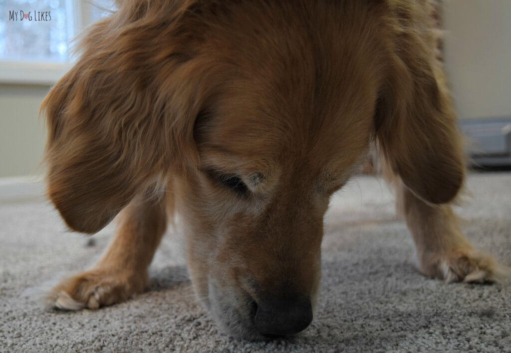 Harley searching for crumbs from his Full Moon Treat! No crumb left behind!