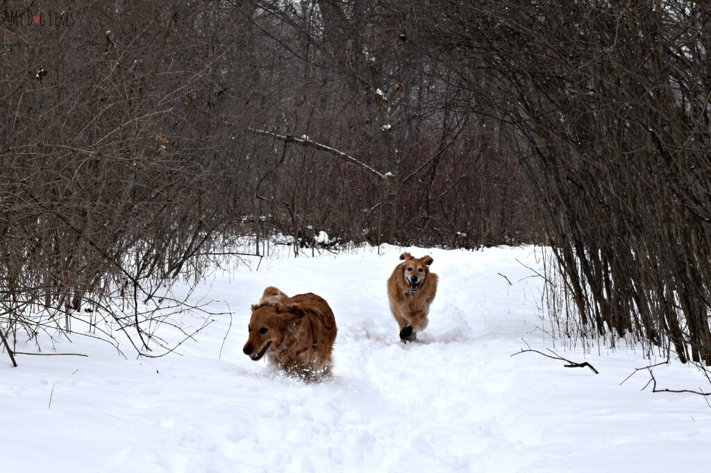 Our dogs running along the Creek Trail at Black Creek Park!