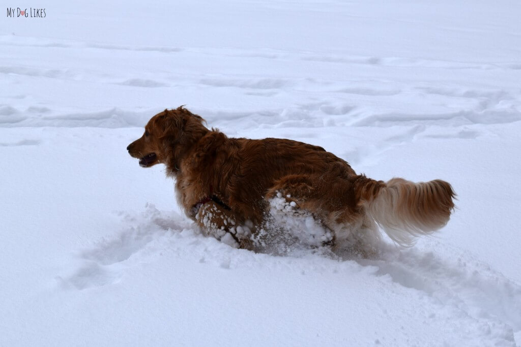 Our dogs love winter hikes but they tend to collect snowballs in their fur. We find warm water to work the best at gently removing them.