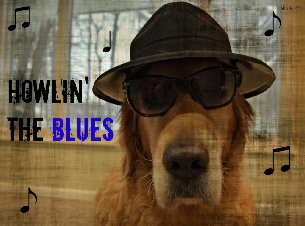 See what has Harley "Howlin' the Blues' over at MyDogLikes!