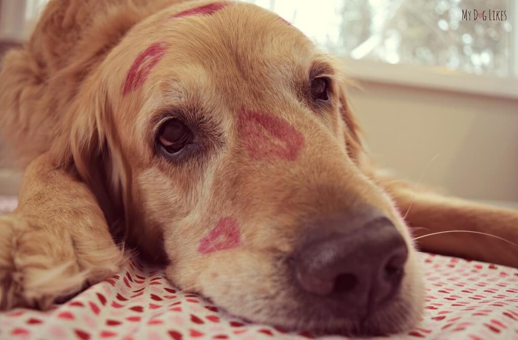 Our dog Harley covered in kisses for Valentine's Day