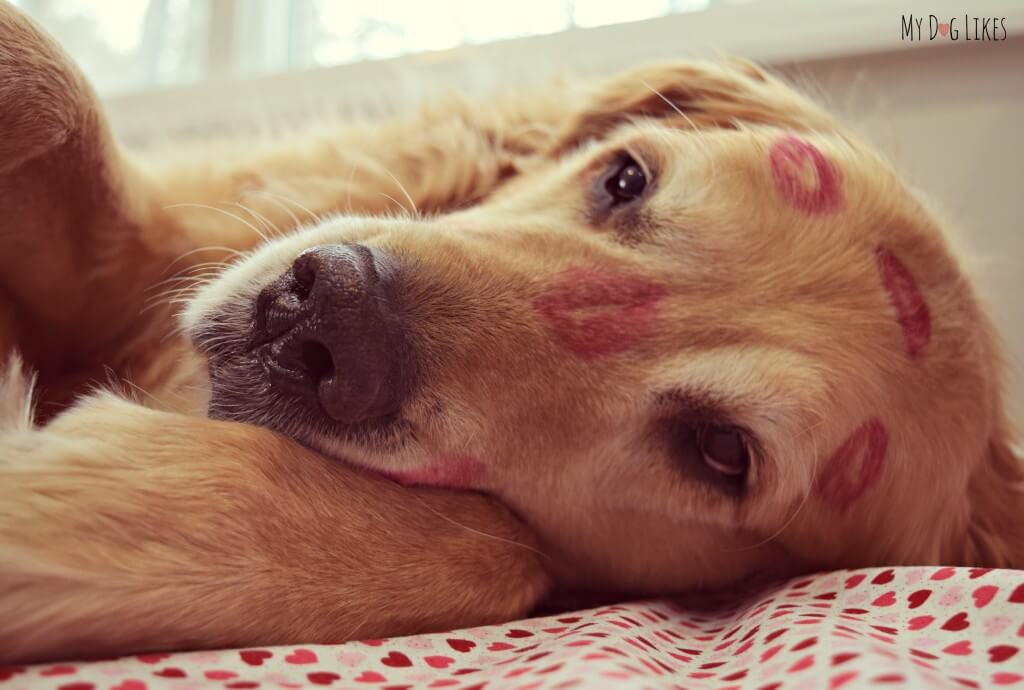 Beautiful Harley covered in kisses for Valentine's Day!