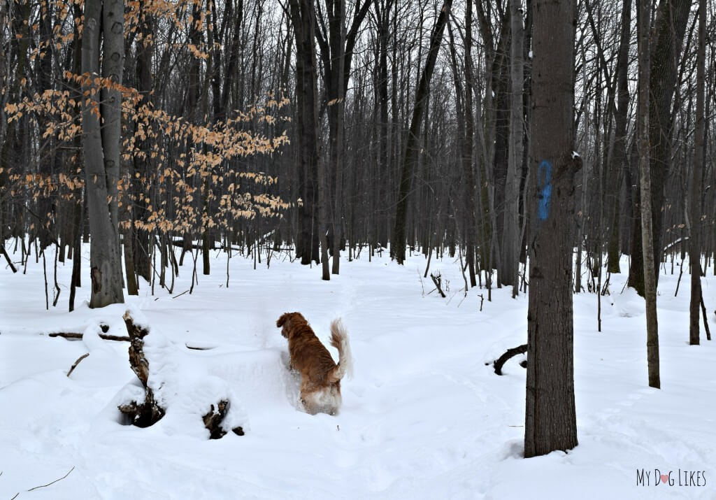 Trailblazing on a winter hike with the dogs near Rochester, NY