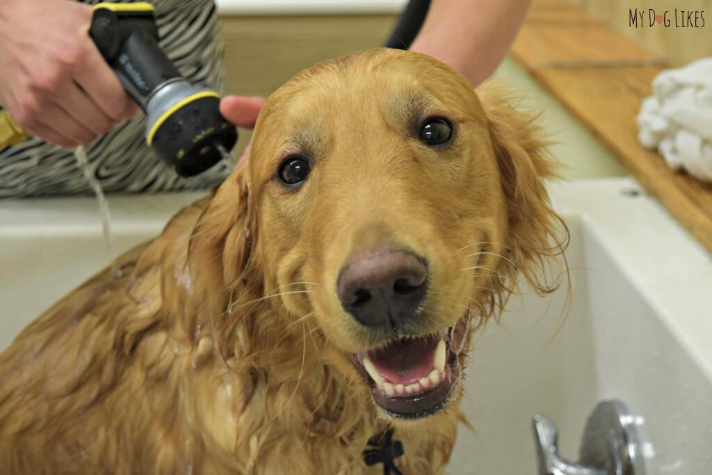 Our Golden Retriever enjoying a refreshing dog bath at PetSaver Superstore!