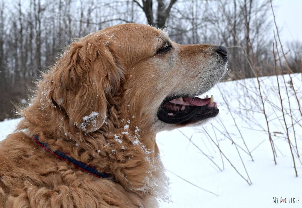 Harley, our Golden Retriever in the Snow at Black Creek Park. Happy as can be taking in the cool, crisp air!