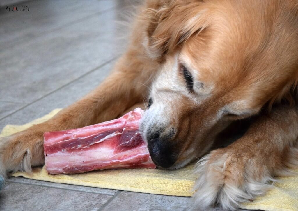 Marrow Bones can be an important component in a raw diet for dogs