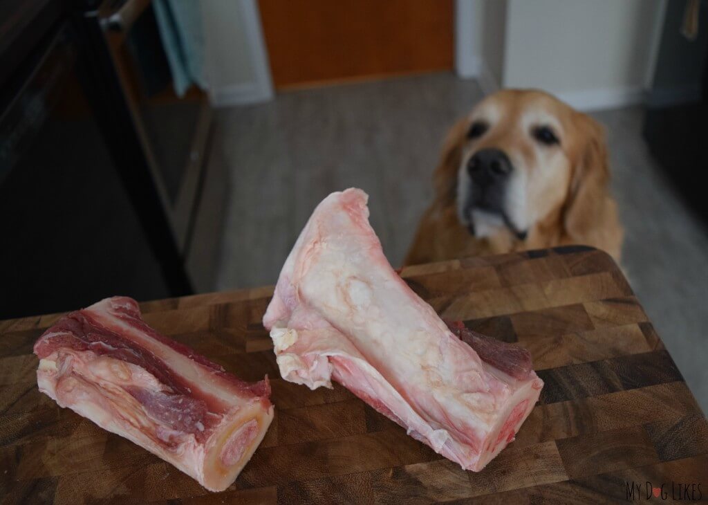 Raw bones can be an important component of a Raw Diet for Dogs. Here Harley is eager to try out a Primal marrow bone.