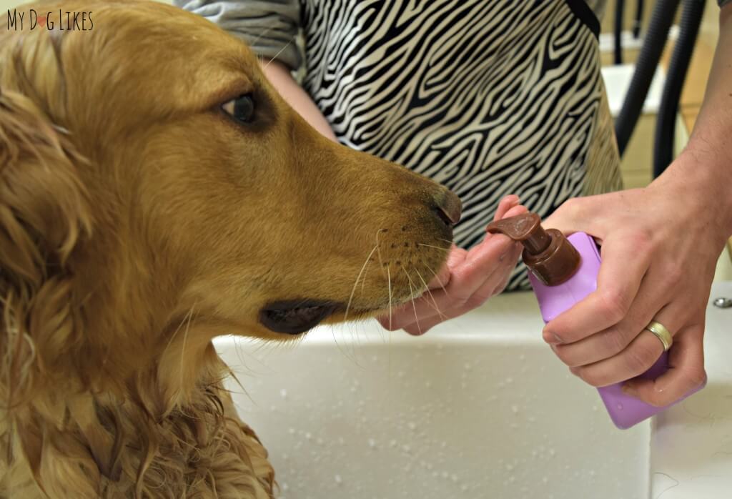 Charlie enjoying the lavender aroma of Organic Oscar's dog shampoo!