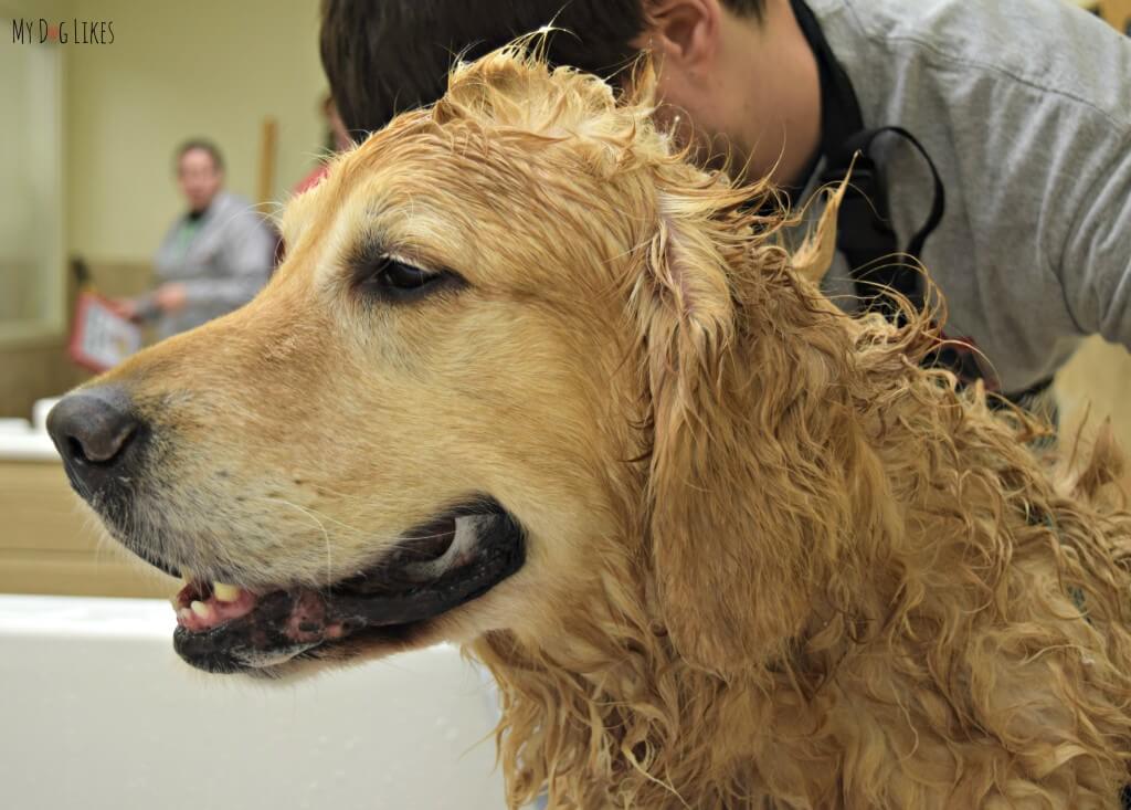 Giving Harley a dog mohawk while reviewing out Organic Oscar dog shampoo