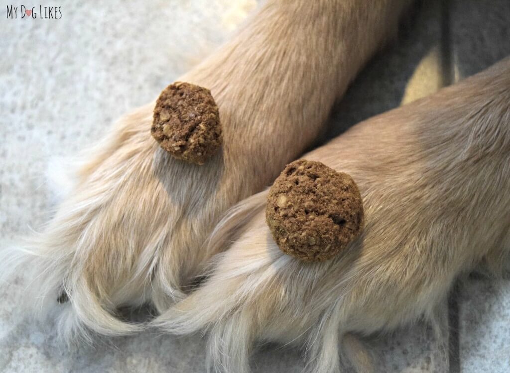 Harley patiently waiting to try out Howlin' the Blues Natural Dog Treats from Lazy Dog Cookie Company!