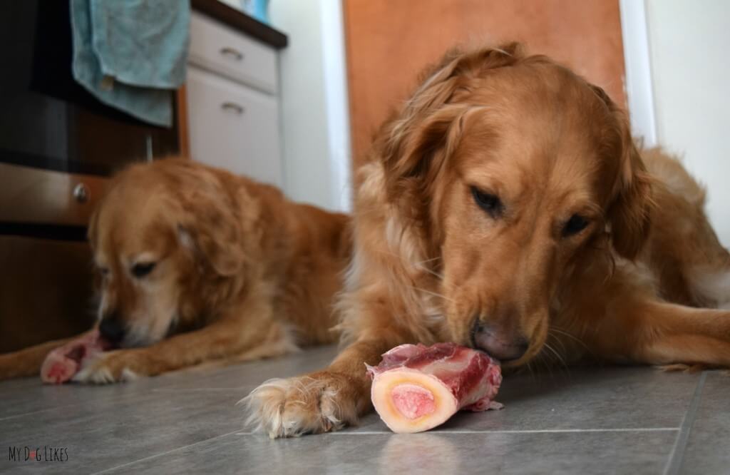 Our dogs enjoying some marrow bones for dogs