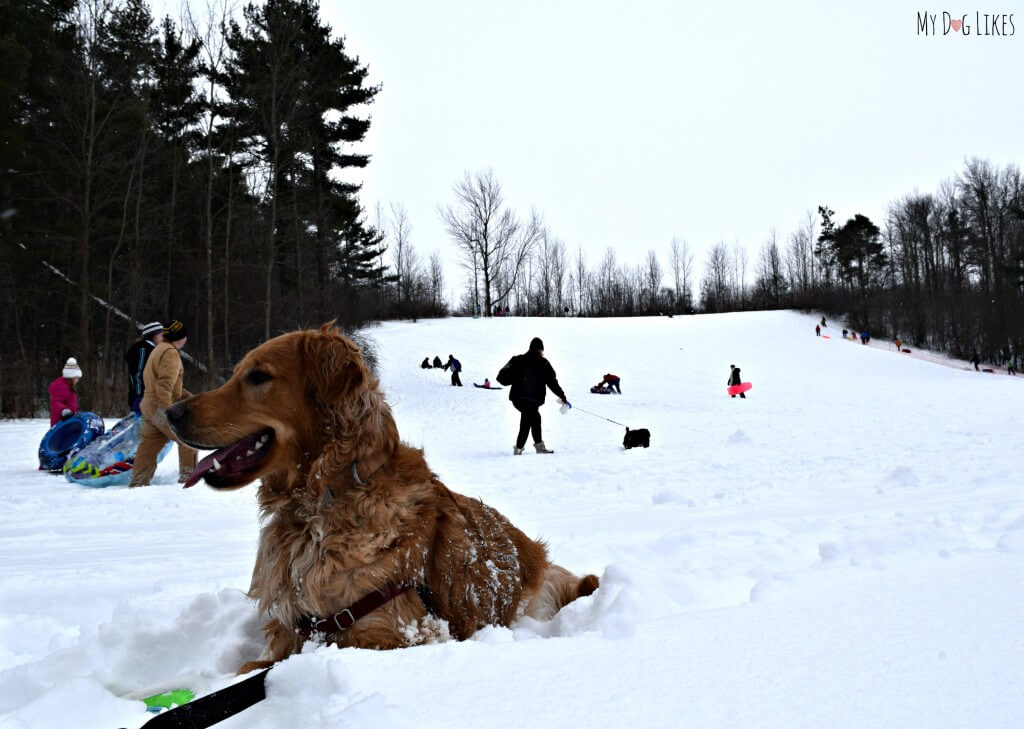 Charlie taking in the sights and sound of the Black Creek Park sledding hill in Chili, NY!