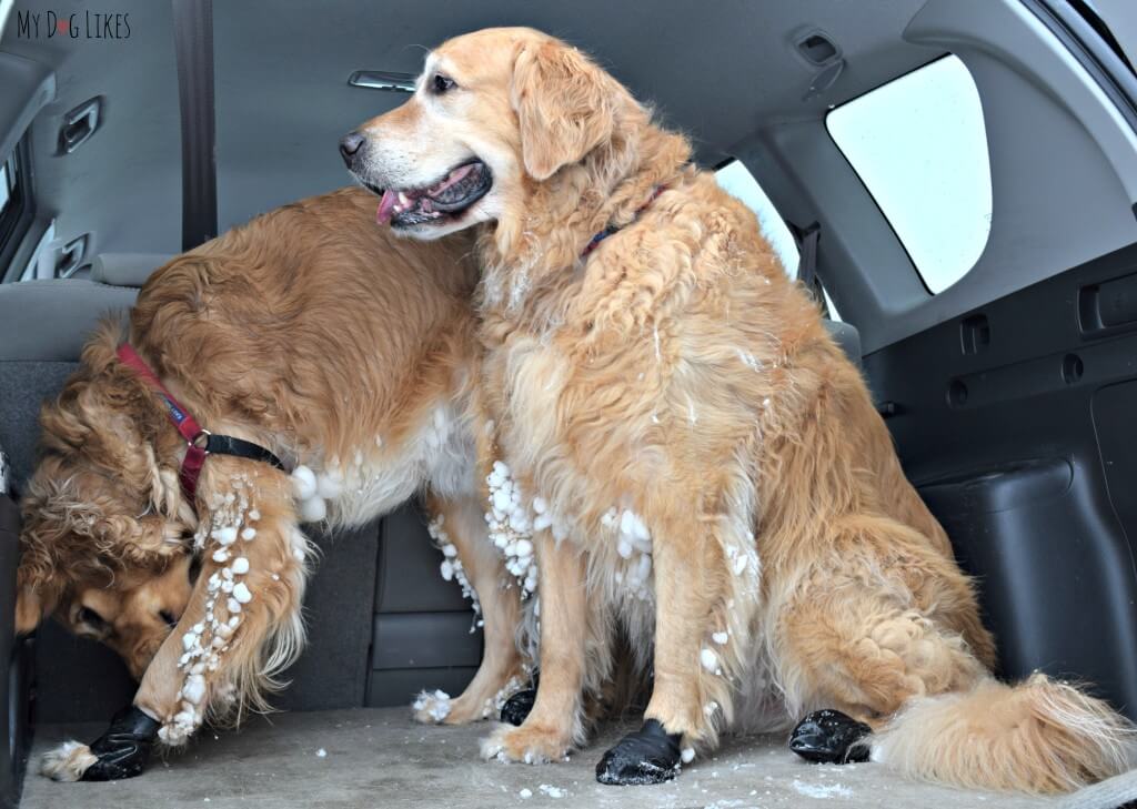 Our boys with real "snow pants!" These clumps of snow often collect in their hair in the wintertime. They can be uncomfortable and warm water helps to remove them.