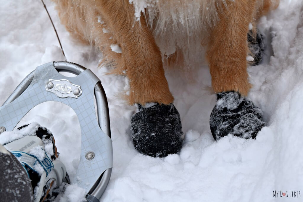 We strapped on our snowshoes and the dogs slipped on their Pawz and we were all ready for a fun winter hike!