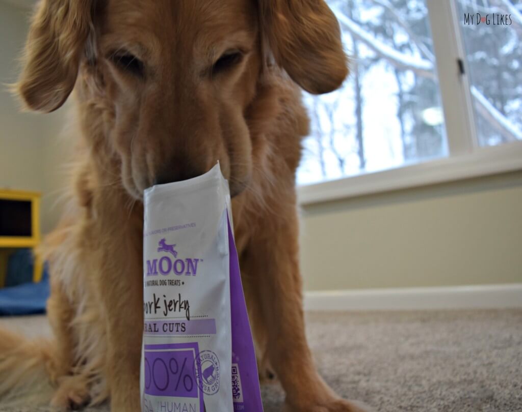 Harley performing the smell taste on some all Natural Dog Treats from Full Moon!