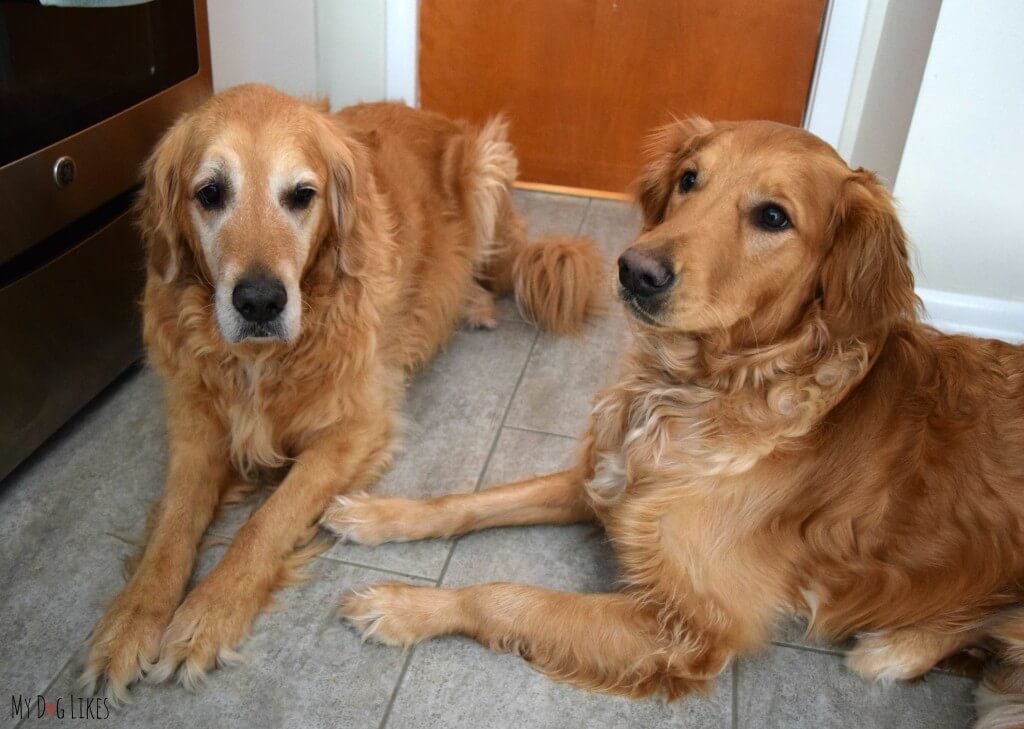 Our Golden Retrievers Harley and Charlie waiting patiently for a treat!