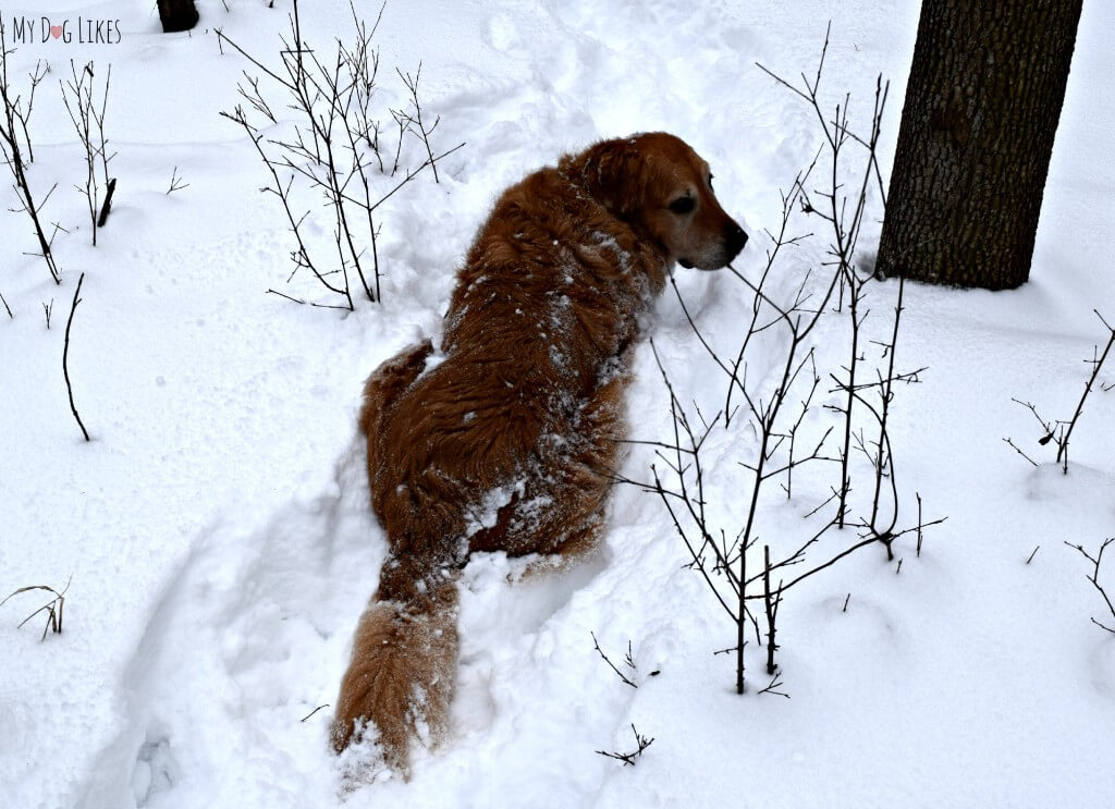 It is very important to watch for signs of exhaustion in your dog while hiking in deep snow. Keep in mind all the effort it requires to move through!