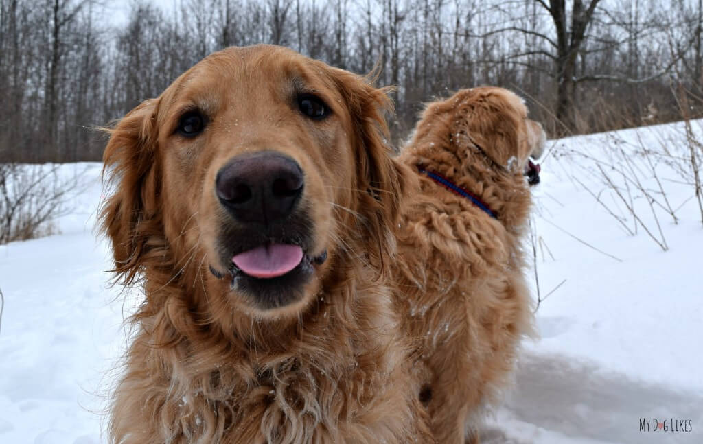 In the coming weeks we will be looking into how Harley and Charlie's cognition profile differs - even though they are both Golden Retrievers
