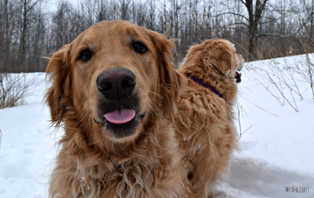 Our Golden Retriever Charlie acting goofy and sticking his tongue out!