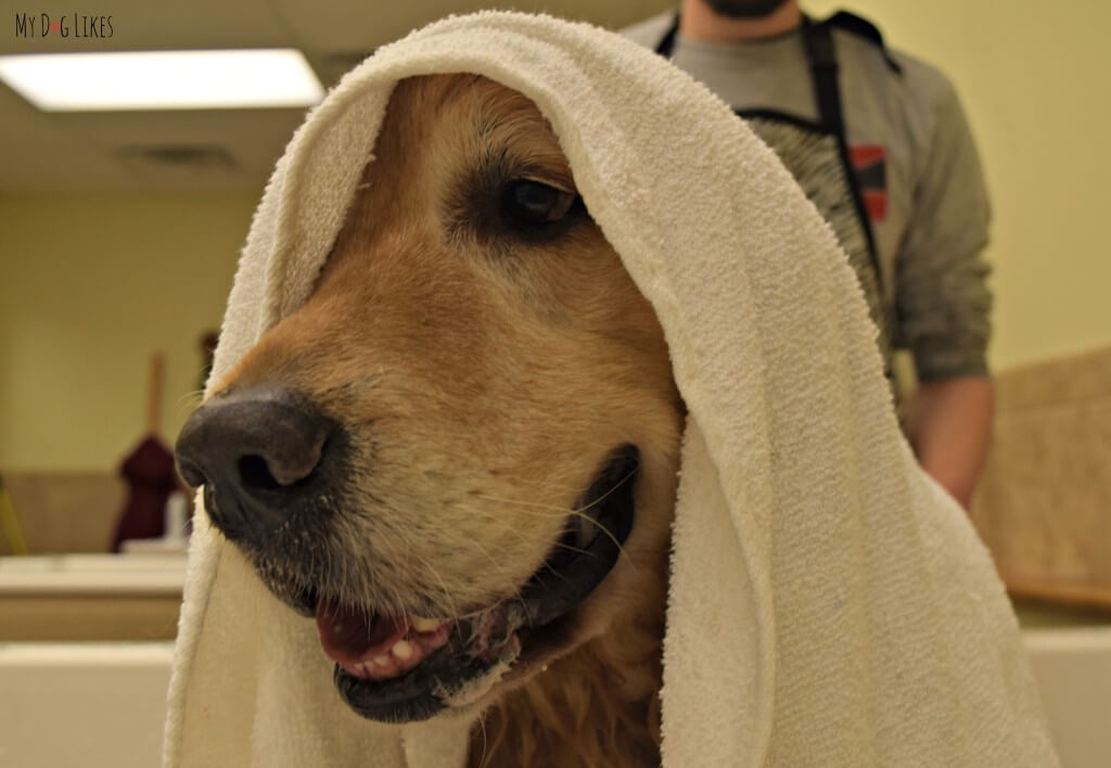 Giving Harley a towel dry at PetSaver Superstore's self wash stations in Rochester, NY.