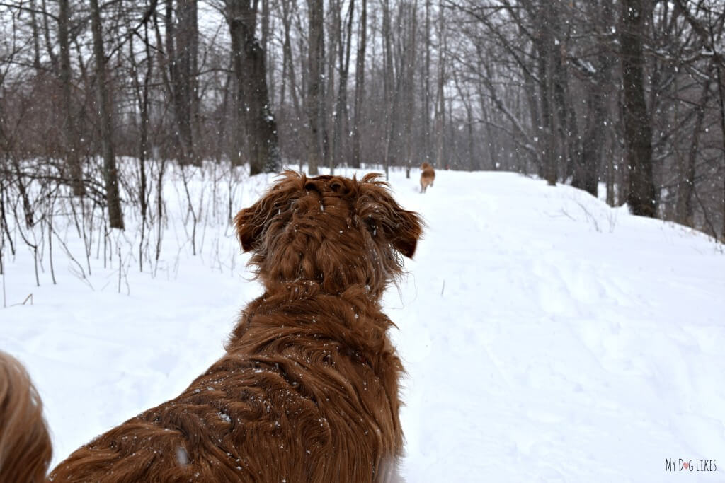 Heading down a Black Creek Park Trail with our dogs. Black Creek Park is located just outside of Rochester, NY.