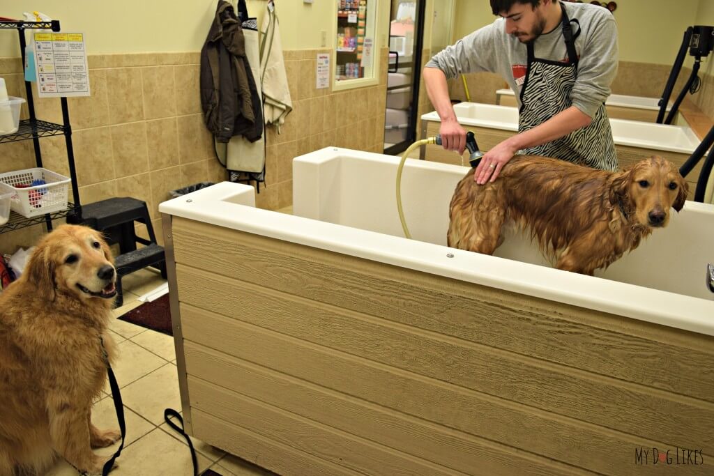 Giving the boys a bath at the self service dog grooming stations at PetSaver Superstore!