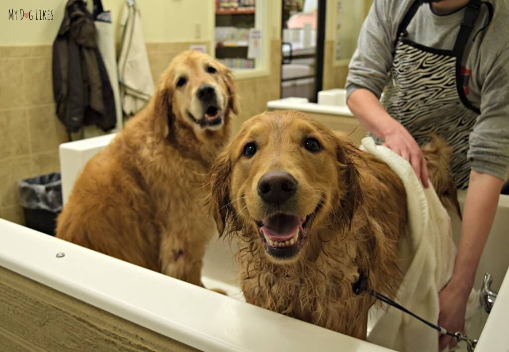 Harley jumped into the dog bath tub while we were giving Charlie a bath!