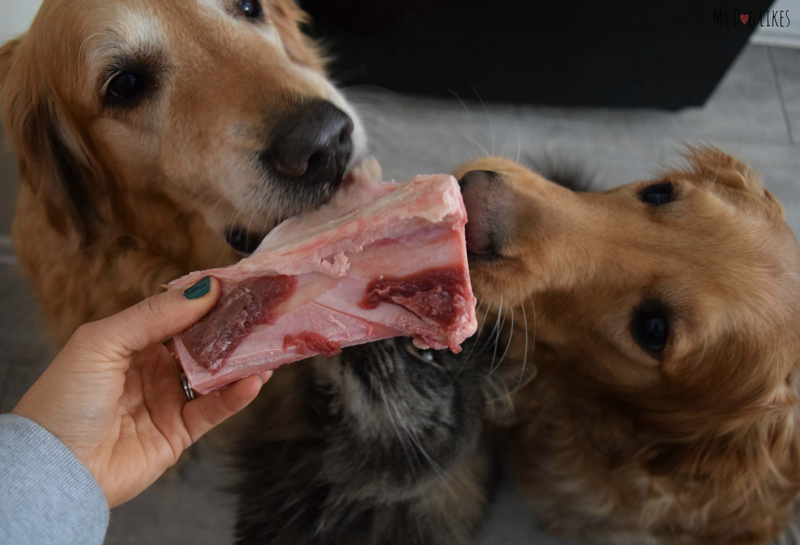 are dog chewing bones bad for them