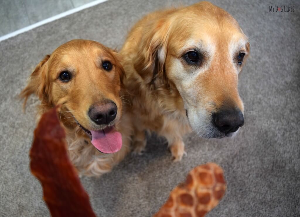 Our Golden Retrievers Harley and Charlie eagerly awaiting some Full Moon Jerky treats