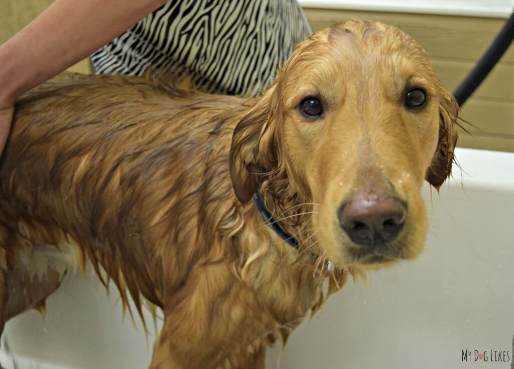 Our Golden Retriever Charlie tolerating a dog bath at our local PetSaver Superstore