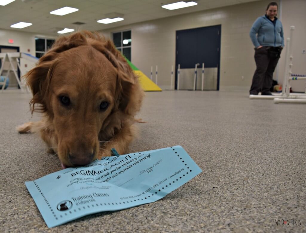 Uh Oh! It looks like Charlie got caught by trainer Alyssa nibbling on his agility certificate from Lollypop Farm!