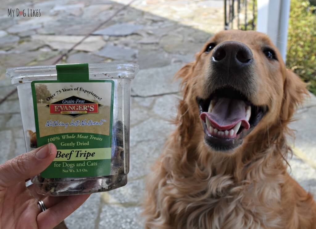 Charlie is reading and waiting to begin our review of Evanger's Tripe dog treats!