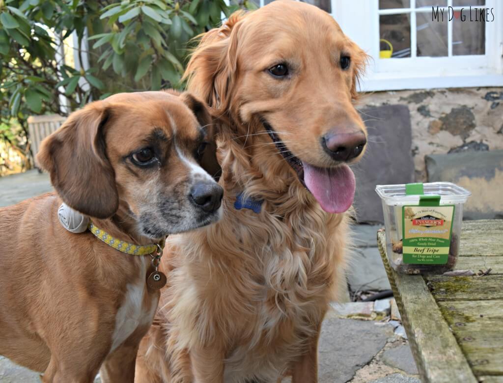 Charlie and Mia are always eager for the taste test portion of our dog treat reviews!