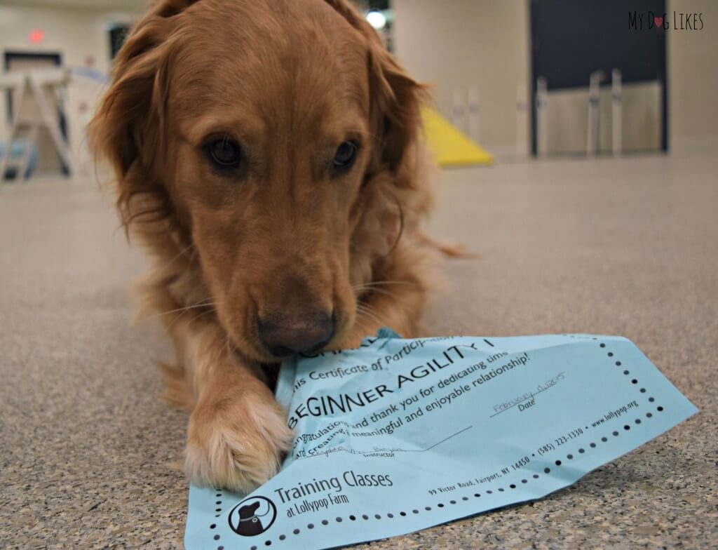 Charlie posing with his certificate of completion for beginner dog agility! He took this course at Lollypop Farm in Rochester, NY.