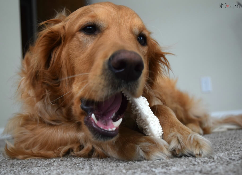 Nylabone is an industry leader in safe dog chews. Here Charlie is working on a dinosaur dental chew!