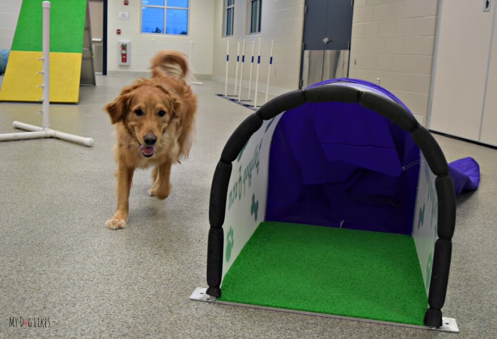 Charlie Making his way to the chute obstacle in the agility course. He must run through to push the fabric open on his way out the other side!