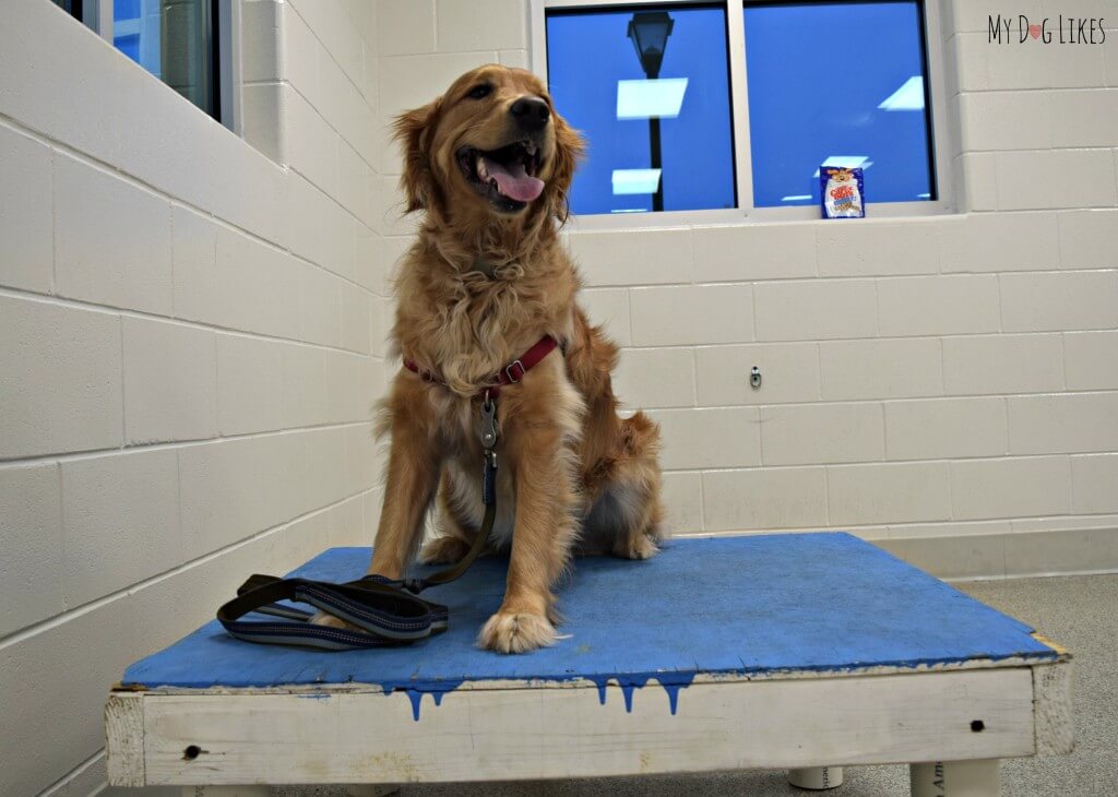 Charlie finally conquered the table obstacle! A dog must wait on this table for a designated period of time before continuing