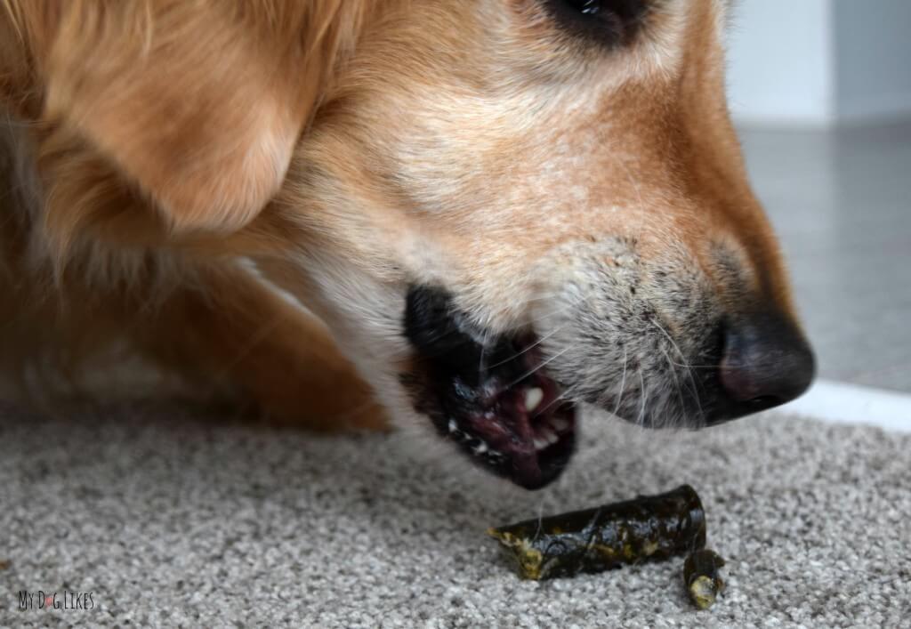 Harley devouring a Merrick Texas Toothpick dental chew!