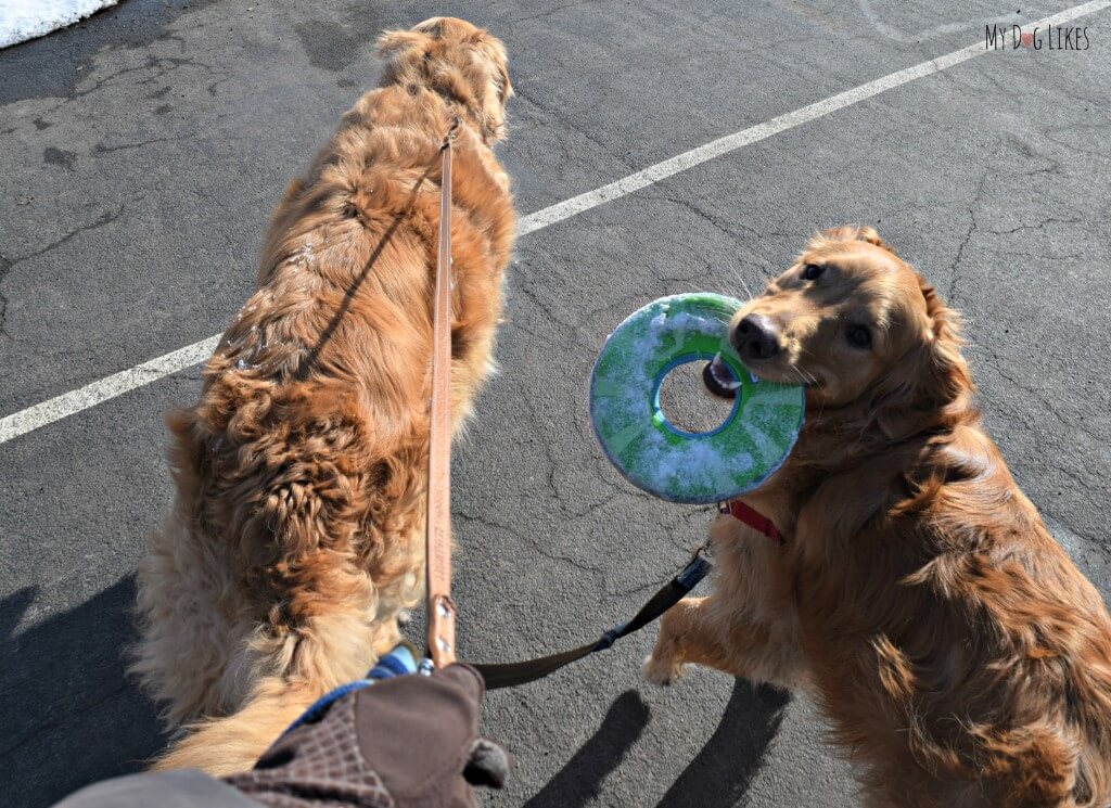 Regular dog walking is extremely important in keeping your dogs physically and mentally fit