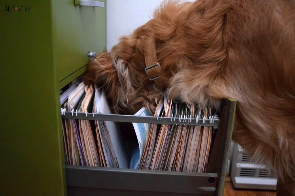 Our Silly Dog Charlie digging through our filing cabinet! What could he be looking for? Check out our "What Kind of Dog Am I?" book review to find out!