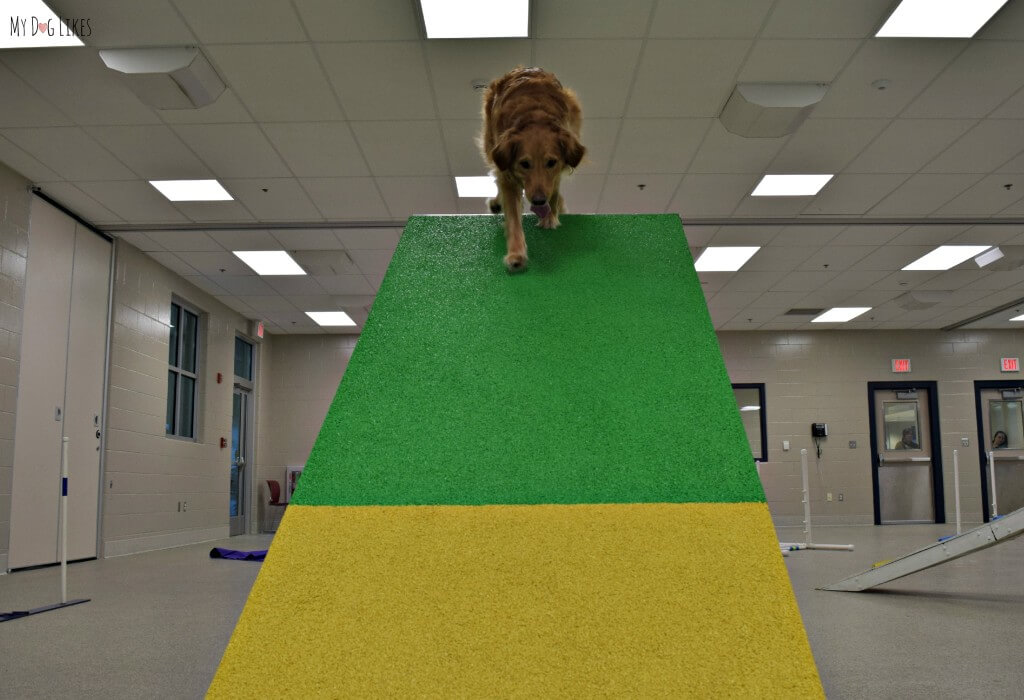 Charlie traveling down the A-Frame in his dog agility course